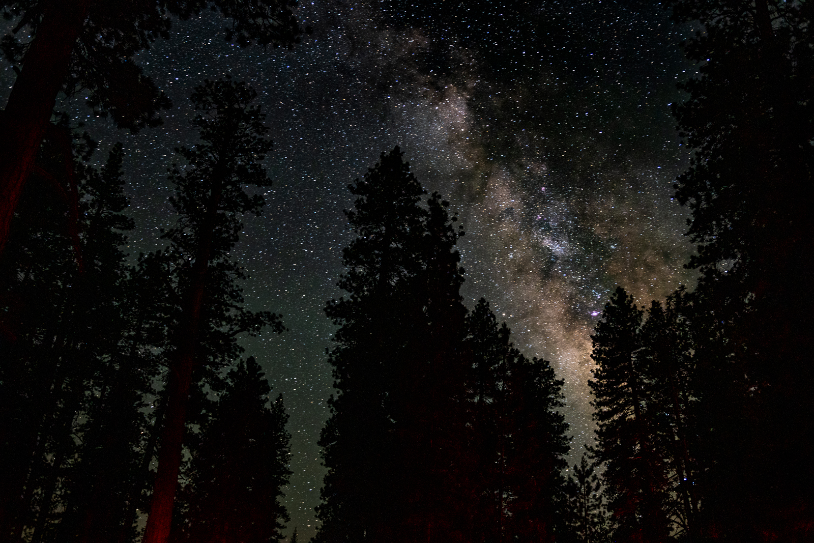 Starry Night from under towering conifers