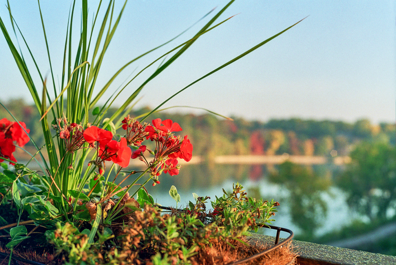 Geraniums in a basket, basking in morning sun